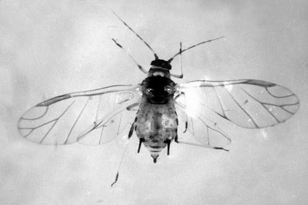 ušenci Hrvatska enciklopedija