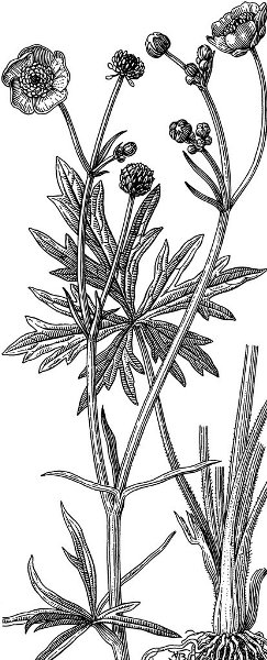 žabnjak Hrvatska enciklopedija