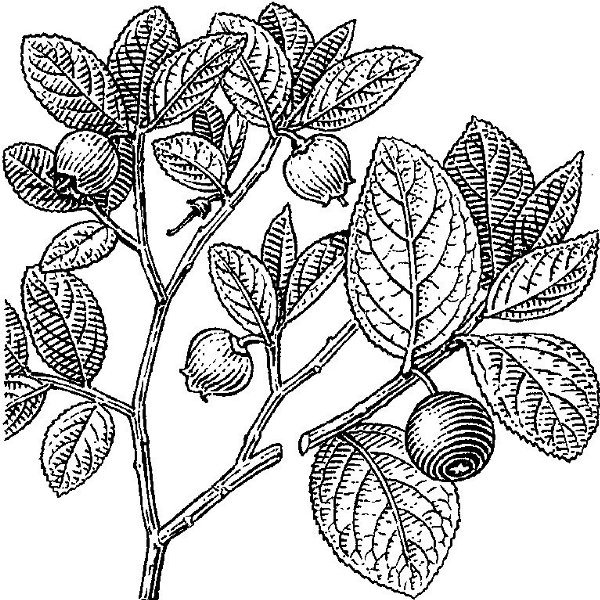 borovnica Hrvatska enciklopedija