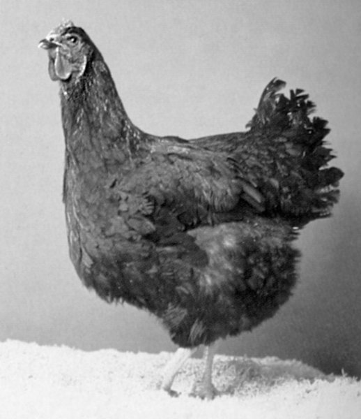 kokoš - Hrvatska enciklopedija