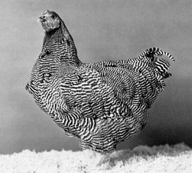 kokoš - Hrvatska enciklopedija