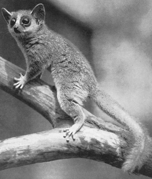 lemuri - Hrvatska enciklopedija