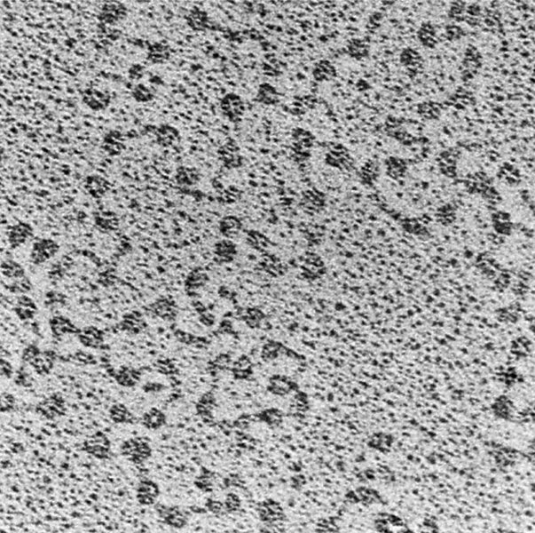 nukleosom - Hrvatska enciklopedija