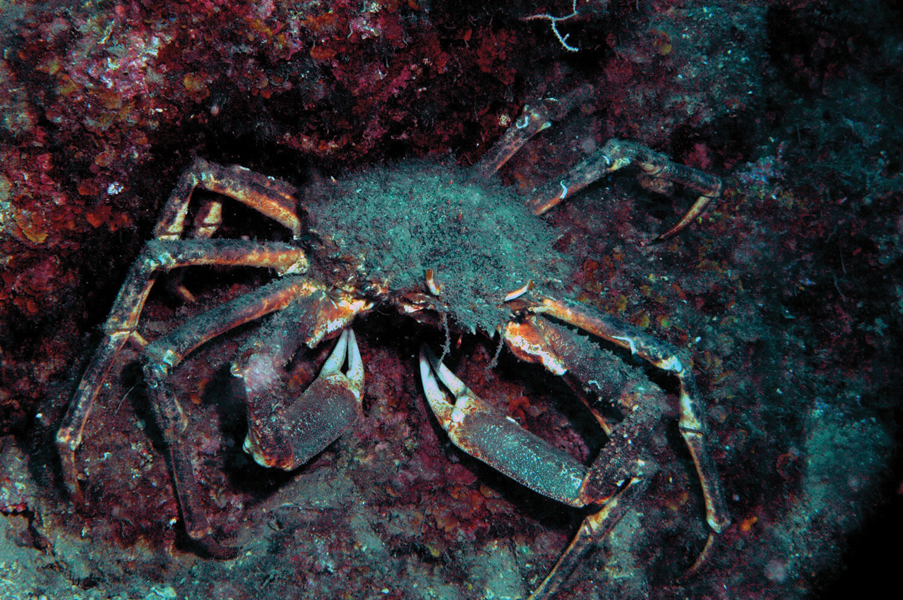 rakovice Hrvatska enciklopedija